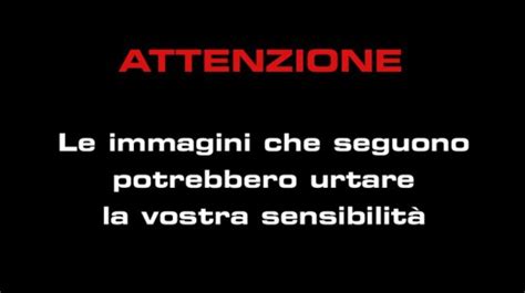 sborrata di cavallo|Sesso orale a un cavallo, Moana Conti si scusa: immagini.